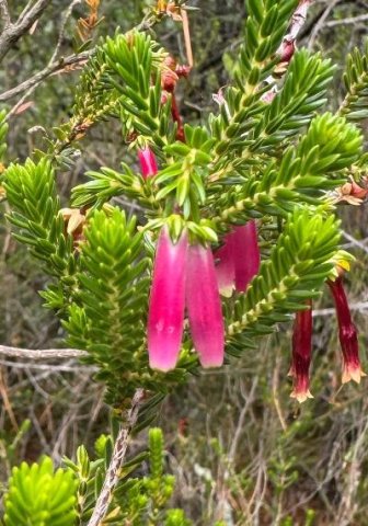 Erica diaphana old flowers